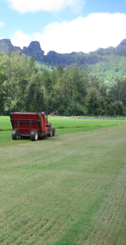 Pépinière GAZON Golf Pearl of Moorea Polynesie Fra HD (17) (1)