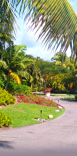 Landscaping Nevis Four Seasons