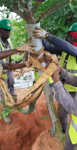 Transplantation Arbre Akouedo Landscaping Côte D'Ivoire - Gregori International