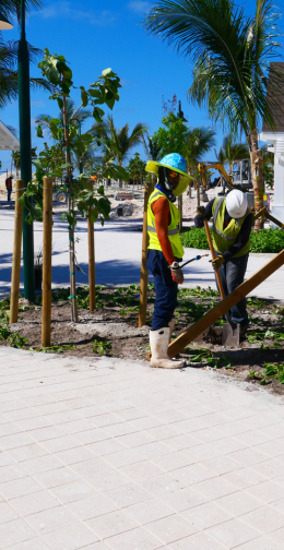 Ocean Cay Bahamas - Planting & landscaping - Gregori International