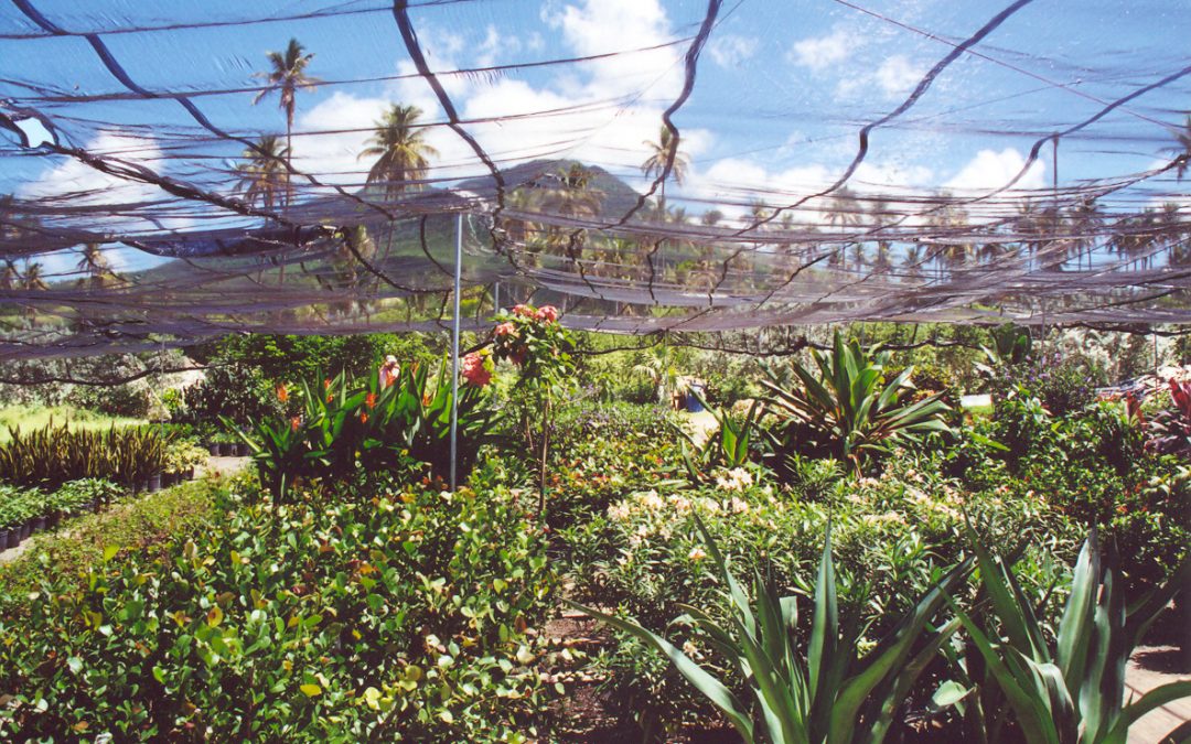 Nevis Nursery - Pépinière Nevis Antilles Brit