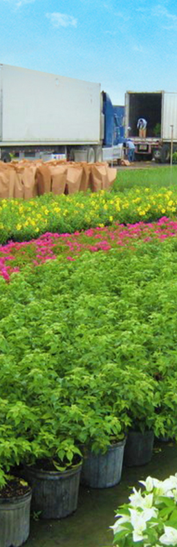 Pépinière Guinea Fleurs 4ha - Nursery Guinea Conakry